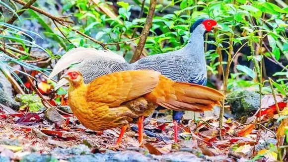 KHÁM PHÁ LÀNG VÂN KIỀU: VĂN HÓA & THIÊN NHIÊN 2N1D